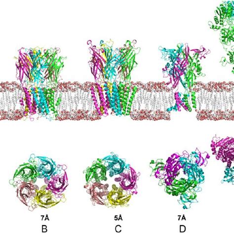 Cartoon Representation Of The Three Different Families Of Ion Channels