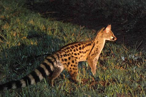 Spotted Genet