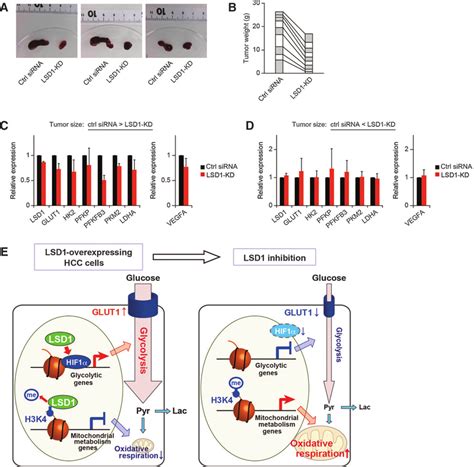 In Vivo Role Of Lsd1 In The Tumorigenesis Of Hepg2 Cells In Mouse