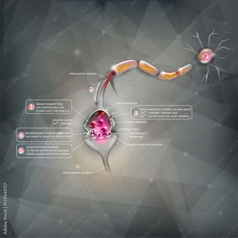 Synapse detailed anatomy, beautiful colorful illustration. Neuron ...