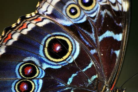 Close Up Wing Of A Butterfly John Flickr Moth Wings Insect Wings