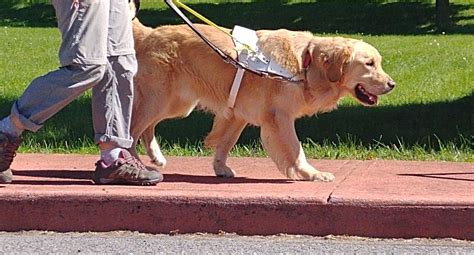 Cgdb Celebrates 35th Anniversary Canadian Guide Dogs For The Blind