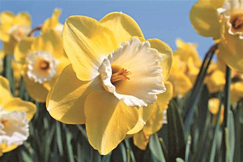 Buy Altun Ha Bulbs Online - Autumn, Daffodils, Large Cupped Narcissi ...