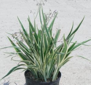 Bahamas Outdoor Plants Fox Hill Nursery