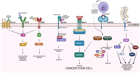 Colon Cancer Stem Cells Encyclopedia Mdpi