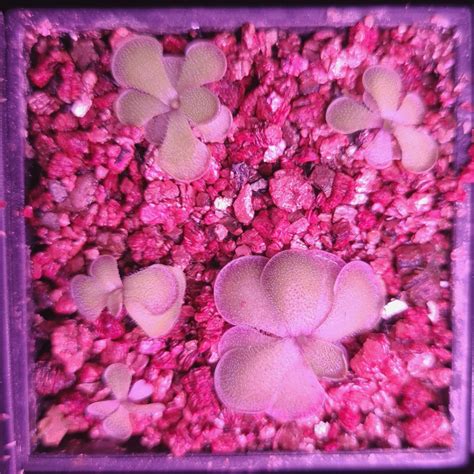 Pinguicula Cyclosecta Plantlets Furniture Home Living Gardening