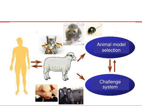 PPT - Experimental Animal Model s in Respiratory Diseases PowerPoint ...