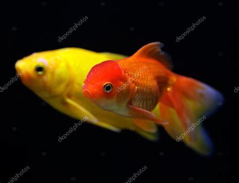 Золотая рыбка (Carassius auratus auratus), плавающая под водой стоковое ...