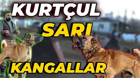 500 000 TL DEĞERİNDE KÖPEKLERİN OLDUĞU KANGAL ÇİFTLİĞİ Altın Kangal