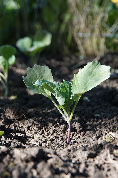 Aussaat April Das Kannst Du Jetzt Ins Freiland S En Freudengarten