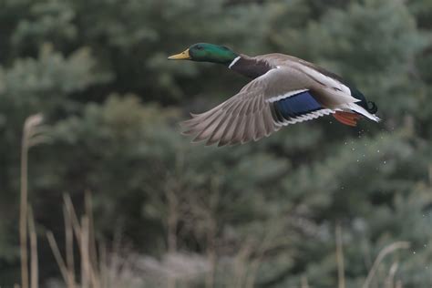 Mallard DSC00102 Dana Siefer Flickr