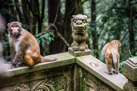 Monkeys At Shi Bao Shan National Park In Yunnan Province China