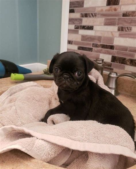 Pug Puppies For Sale Boise Id 118025 Petzlover