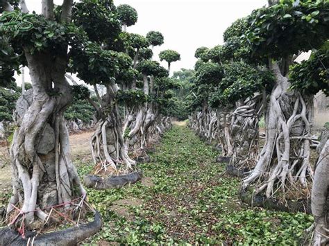 Golden Leaves Ficus Multi Root Bonsai Tree Supplier Manufacturer