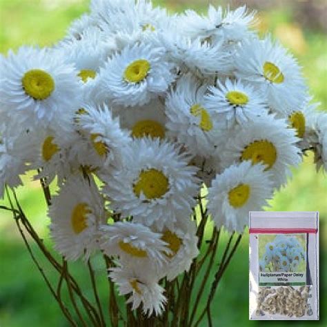 30 Seeds Helipterumpaper Daisy Flower Seeds White Shopee Philippines