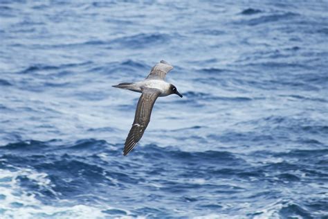 Free stock photo of albatross, antarctica, seabird