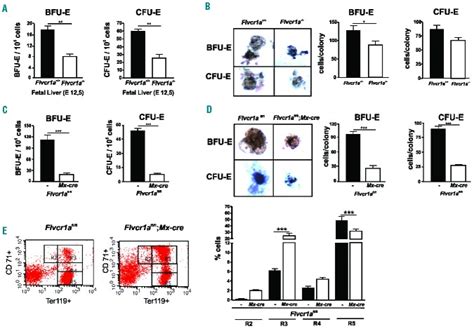 The Heme Exporter Flvcr Regulates Expansion And Differentiation Of