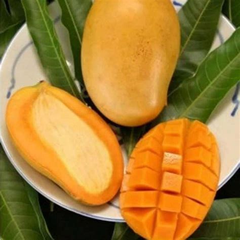 Seeds Mango Fruit Seed Seeds Delicious NonGMO Fruit Juicy Fruits Robust