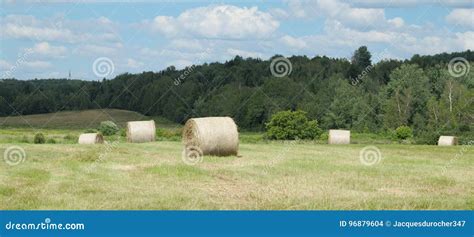 Farm Hay Bales Country Field Meadow Landscape Agriculture Panorama