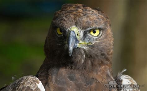 Ten of the Largest Birds of Prey in the World