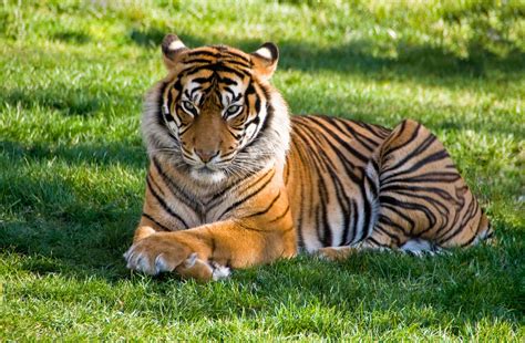 Tiger lying on green grass · Free Stock Photo