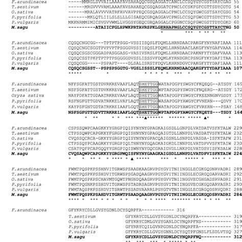 Multiple Sequence Alignment Of The Deduced Amino Acids Of Mschi1 And