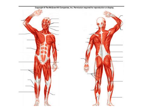 Section Of The Muscles Diagram Quizlet