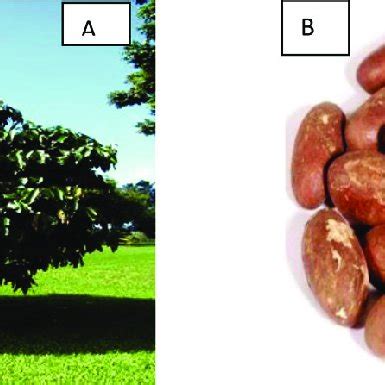 Garcinia kola tree (A) and its brown seeds (B). | Download Scientific ...