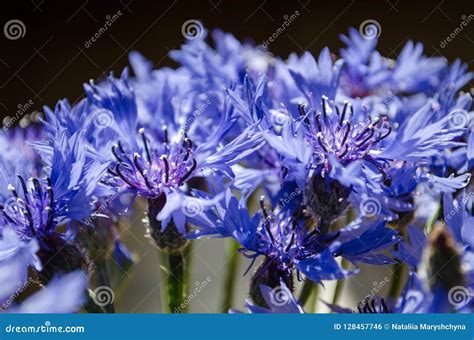 Blue Cornflower Bouquet Closeup in Abstract Background Stock Photo ...