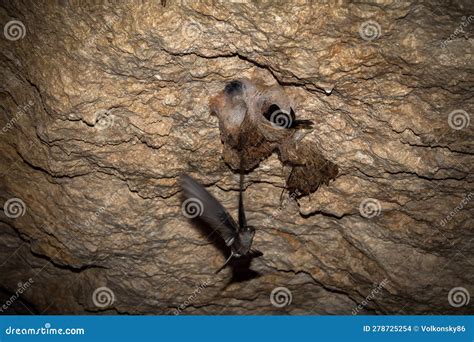 The Swift Bird Flies Up To the Nest in the Cave Stock Photo - Image of ...