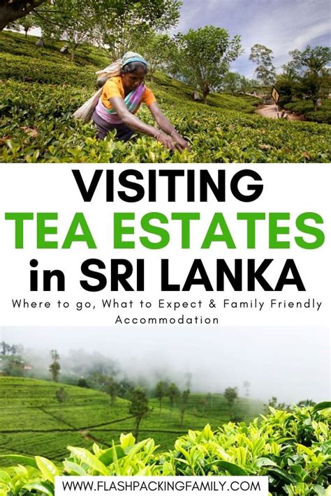 Tea plantation sri lanka