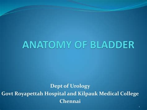 Urinary Bladder Anatomy 2 Ppt