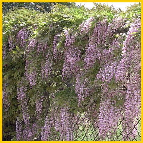 5 X Pink Chinese Wisteria Seeds Perennial Rare Vine Climbing Etsy In