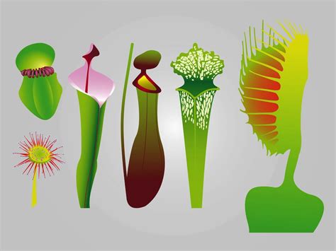 Carnivorous Plants Vector Art & Graphics | freevector.com