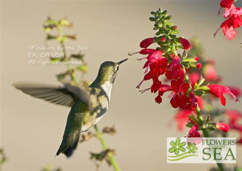 Salvia coccinea 'Lady in Red' - Lady in Red Tropical Sage