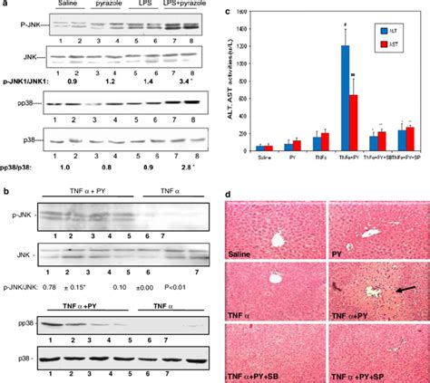 A LPS Plus Pyrazole Treatment Activates JNK And P38 MAPK B TNFa Plus