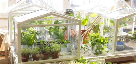 Grow Fresh Herbs Veggies Indoors With A Tabletop Greenhouse Food