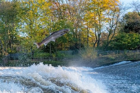 November 2022 Salmon Castlefields Weir Shrewsbury Robin Bennett