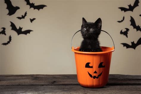 Black Kitten Halloween: Over 10,150 Royalty-Free Licensable Stock ...