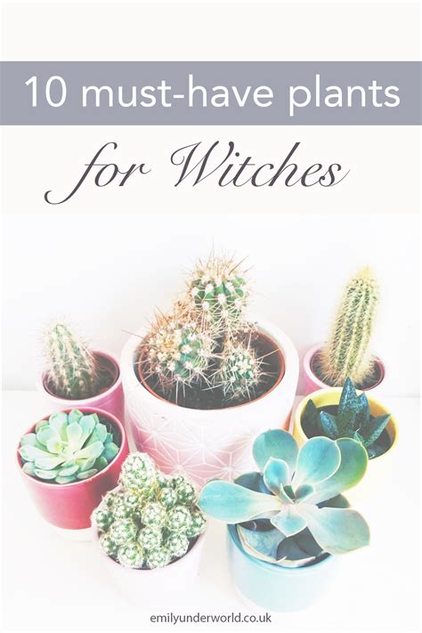 What Plants Do You Need In Your Witch Garden Here Are 10 Flowers