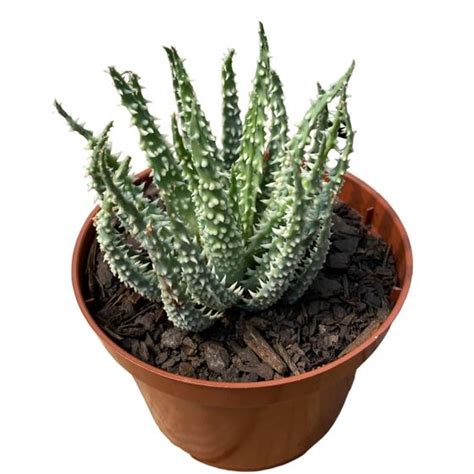 Muda Suculenta Aloe Humilis Top Cole O Linda E Saud Vel Ta Na M O