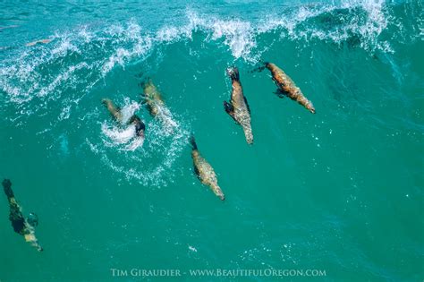 Stellar Sea Lion Oregon Coast Marine Mammal Photography 430 148 414