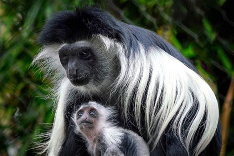 Black-and-white Colobus Monkey — Destination Uganda Travelers