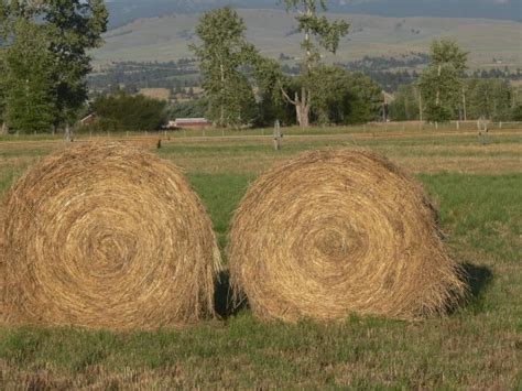 Free Images Tree Hay Field Farm Meadow Flower Shrub Woodland