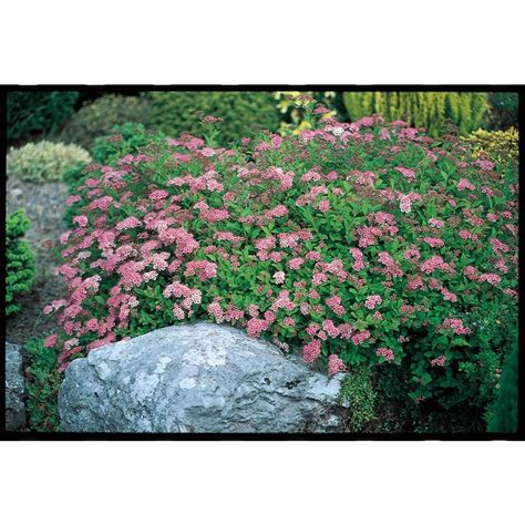 Pink Little Princess Spirea Flowering Shrub In Pot With Soil L3749