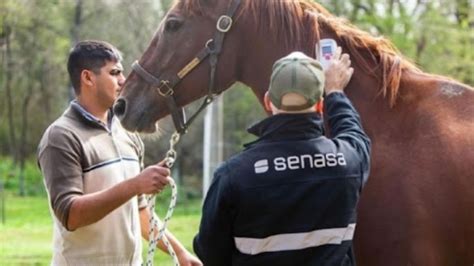 Encefalitis Equina 34 Distritos Bonaerenses Registran Contagios En