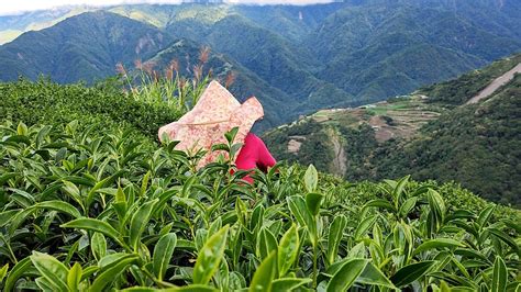 馬烈霸 吊橋頭 2022冬茶 台灣茶烏龍茶紅茶茶葉批發 樂菁茶業