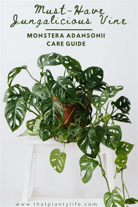 A Houseplant With The Words Must Have Junglelicious Vine Monstera