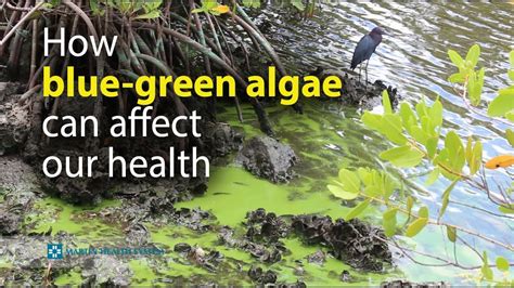 How Blue Green Algae Can Affect Our Health Youtube