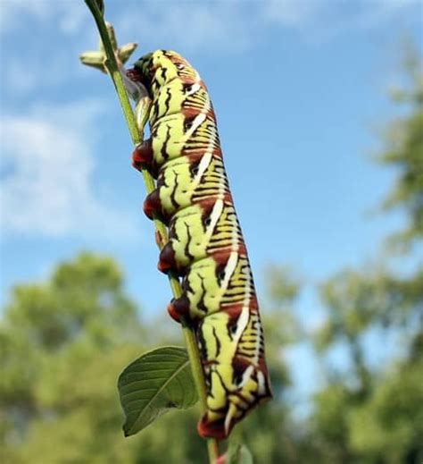 Caterpillar Identification Guide: Find Your Caterpillar With Photos and ...